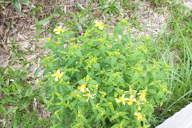 湿原の黄色い花その2