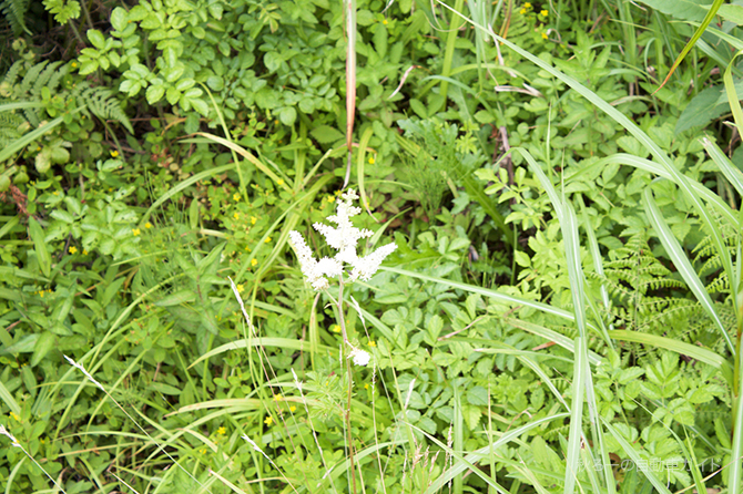 湿原地帯の白い花