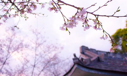 桜と和風建築